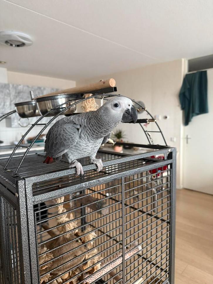 Grijze roodstraat papegaai te koop, Dieren en Toebehoren, Vogels | Parkieten en Papegaaien, Papegaai, Geslacht onbekend, Pratend