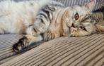 Lieve knuffelkat Izzy zoekt eenliefdevol thuis zonder poezen, Dieren en Toebehoren, Poes
