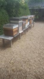 3 Bijenvolken, Dieren en Toebehoren, Insecten en Spinnen, Bijen