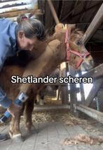 Hulp gevraagd pony scheren., Dieren en Toebehoren, Ophalen of Verzenden
