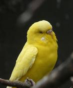 Grasparkieten GEEL EN WIT (gezocht), Dieren en Toebehoren, Meerdere dieren, Parkiet