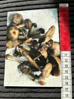 21. Kaart Paddestoel Ivan Alechine, Verzamelen, Ansichtkaarten | Themakaarten, Ophalen of Verzenden, Ongelopen