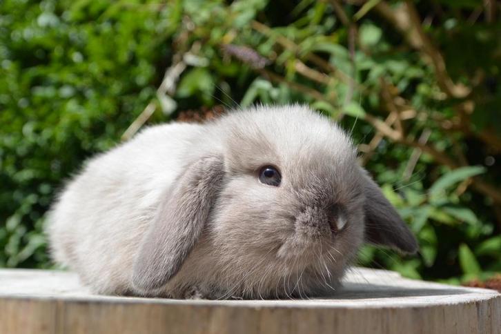 Prachtig iron grey VM minilop rammetje te koop, Dieren en Toebehoren, Konijnen, Dwerg, Mannelijk, 0 tot 2 jaar, Hangoor