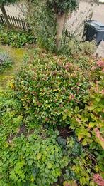 Skimmia, Tuin en Terras, Ophalen