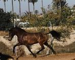 PRE Fokmerrie, donkervalk, Dieren en Toebehoren, Paarden, 11 jaar of ouder, Merrie, Gechipt, Minder dan 160 cm