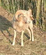 3x Quessant ram, Dieren en Toebehoren, Schapen, Geiten en Varkens, Mannelijk, Schaap