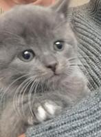 Kittens 50%Britsekorthaar x Europesekorthaar x maine coon, Dieren en Toebehoren, Katten en Kittens | Raskatten | Korthaar, Ontwormd