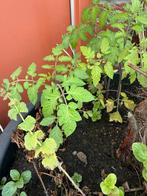 Gratis Tomaten plantjes, Ophalen of Verzenden, Minder dan 100 cm, Overige soorten, Zomer