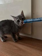 Kitten grijs, Dieren en Toebehoren, Katten en Kittens | Overige Katten, Poes, Kortharig, 0 tot 2 jaar