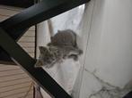 Britse langhaar kitten te koop, Dieren en Toebehoren, Katten en Kittens | Overige Katten, Poes, Langharig, 0 tot 2 jaar