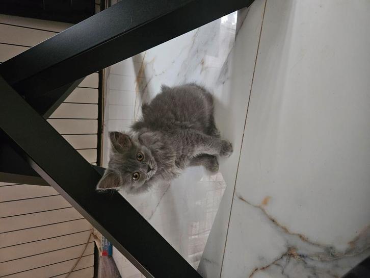 Britse langhaar kitten te koop, Dieren en Toebehoren, Katten en Kittens | Overige Katten, Langharig, Poes, 0 tot 2 jaar