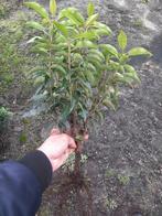 Prunus lustanica augustifolia/Portugese laurier plantgoed, Ophalen of Verzenden, Laurier, Minder dan 100 cm