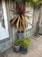 Diverse plantenbakken met plant, Ophalen, Zomer, Overige soorten, Volle zon