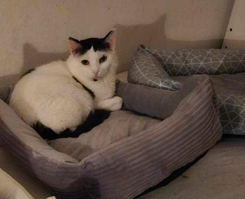 Mickey is een lieve kater van bijna 9 jaar, Dieren en Toebehoren, Katten en Kittens | Overige Katten, Kortharig, Kater, 6 jaar of ouder