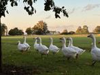 10 mooie gezonde witte ganzen, Dieren en Toebehoren, Vogels | Overige Vogels, Meerdere dieren