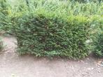 Taxus struiken - haag planten, Ophalen, Taxus, Haag, 100 tot 250 cm
