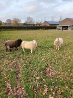 3 schapen, Dieren en Toebehoren, Schapen, Geiten en Varkens, Vrouwelijk, Schaap