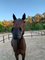 Manegepaard zoek pensioen plekje., Dieren en Toebehoren, Paarden, Ruin, Recreatiepaard