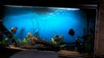 Aquarium 150 lang 70cm waterzicht 50cm diep, Ophalen of Verzenden, Leeg aquarium