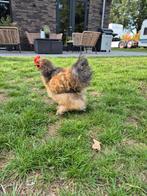 Cochin zijdeveer haantje, Dieren en Toebehoren, Pluimvee, Mannelijk, Kip