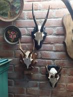 Ree geweien op schedel en houten schild, Verzamelen, Dierenverzamelingen, Ophalen of Verzenden, Zo goed als nieuw, Hert, Schedel