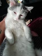 vermist/gestolen in Hulst (zeeland)xxx beloningxxx, Dieren en Toebehoren, Kater, Langharig, 0 tot 2 jaar
