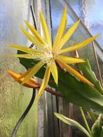 epiphyllum fruhlingsgold gewortelde stekken, Overige soorten, In pot, Minder dan 100 cm, Bloeiende kamerplant