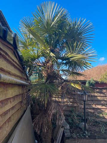 3 stuk palmboom | winterhard 3,5-5m hoog 