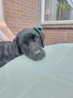Lieve labrador pup met Stamboom, 15 weken tot 1 jaar, Teef, Labrador retriever, Eén hond