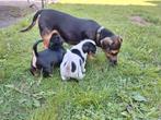 Jack russel puppy's, Jack Russell Terriër, Reu, Meerdere, Nederland