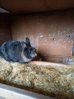 Mini Konijnen, Meerdere dieren, Dwerg