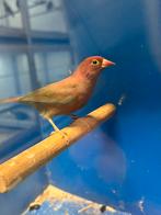 Vuurvink Man, Dieren en Toebehoren, Mannelijk, Tropenvogel, Geringd