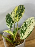 Philodendron Emerald Ice #2, Ophalen of Verzenden, Halfschaduw, Minder dan 100 cm