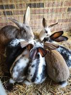 Duitse reus kruising Vlaamse reus, Dieren en Toebehoren, Konijnen, Meerdere dieren, Groot, 0 tot 2 jaar