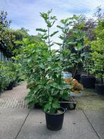 Grote vijg Meerstammig Ficus Carica 250-300Cm aanbieding!!!!, Halfschaduw, Overige soorten, 250 tot 400 cm, Ophalen