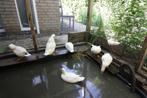Jonge Hollandse Kwakertjes, Dieren en Toebehoren, Pluimvee, Meerdere dieren, Eend