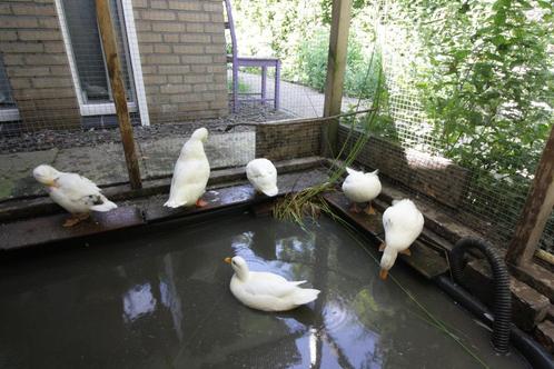 Jonge Hollandse Kwakertjes, Dieren en Toebehoren, Pluimvee, Eend, Meerdere dieren