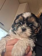 Shih tzu pups 1 reutje foto 1 foto 2 mama, Dieren en Toebehoren, Honden | Chihuahua's en Gezelschapshonden, 8 tot 15 weken, Meerdere