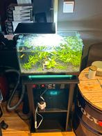 Superfish Quadro aquarium compleet met garnalen en vissen, Ophalen, Zo goed als nieuw, Gevuld zoetwateraquarium