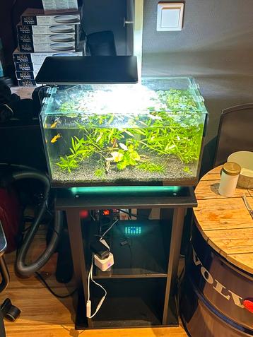 Superfish Quadro aquarium compleet met garnalen en vissen beschikbaar voor biedingen