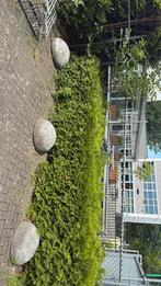 Haag 5meter, Ophalen, Zo goed als nieuw, IJzer