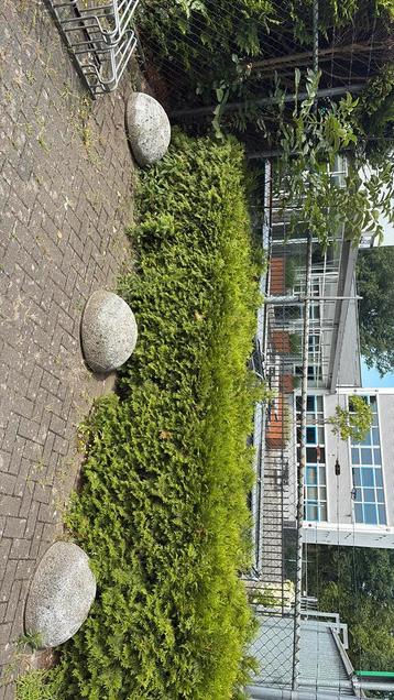 Haag 5meter beschikbaar voor biedingen