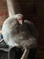 Cochinkriel lavendel en krulveer, Dieren en Toebehoren, Pluimvee, Meerdere dieren, Kip