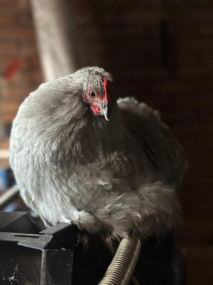 Cochinkriel lavendel en krulveer, Dieren en Toebehoren, Pluimvee, Kip, Meerdere dieren
