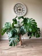 Grote Monstera gatenplant, Groene kamerplant, Ophalen of Verzenden, Overige soorten, 100 tot 150 cm