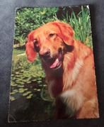 Scotia Duck Tolling Retriever - Hond, Verzenden, 1980 tot heden, Gelopen, Hond of Kat