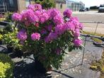 Rhododendron in diverse kleuren/maten/soorten/prijzen pot, Tuin en Terras, Planten | Tuinplanten, Ophalen, Overige soorten, Halfschaduw