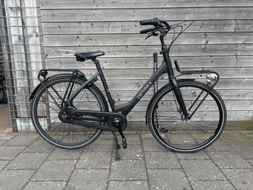 Cortina Common 57cm 28"  beschikbaar voor biedingen