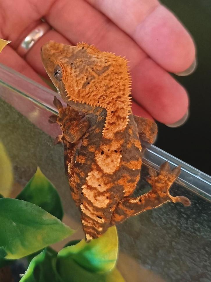 Wimpergekko mannetje, Dieren en Toebehoren, Reptielen en Amfibieën, Hagedis, 0 tot 2 jaar