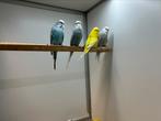 Engelse Grasparkiet, Meerdere dieren, Parkiet, Pratend